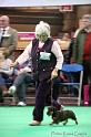 Crufts2011_2 1009